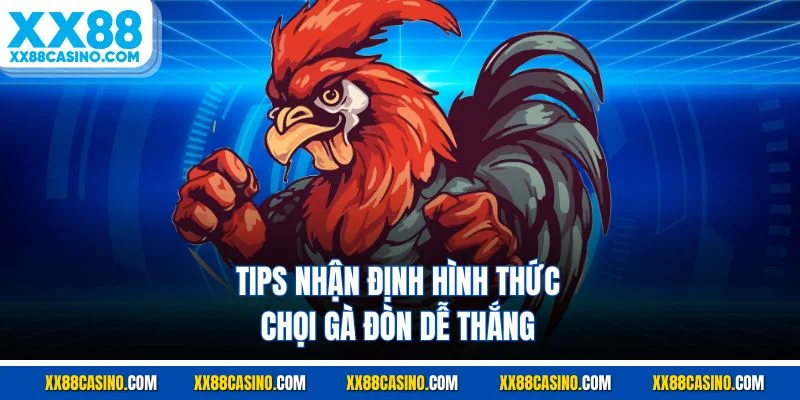 Tips nhận định hình thức chọi gà đòn dễ thắng