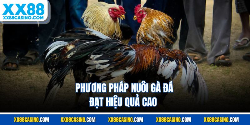 Phương pháp nuôi gà đá đạt hiệu quả cao 